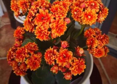 四类吉祥年宵花 价格虽高，观赏价值更胜一筹