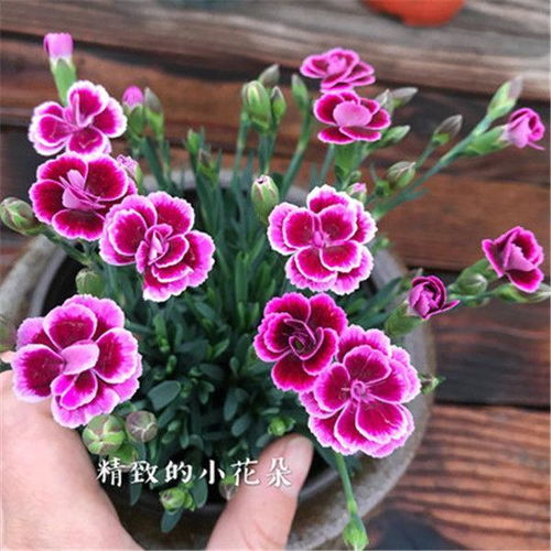 康乃馨盆栽 妈妈四季的温柔陪伴，阳台室内花开常在