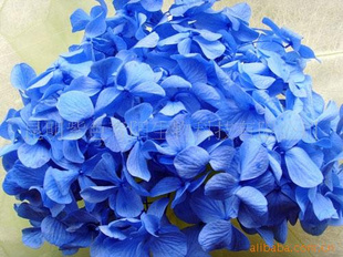 优质保鲜紫阳花 保鲜花礼，守护永恒之美