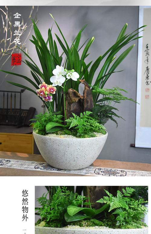 企黑兰花蝴蝶兰组合盆栽室内观赏花卉室内办公室阳台绿植盆景礼品